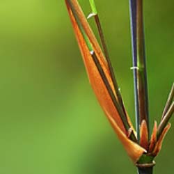 Bamboo Fargesia scabrida Asian W.